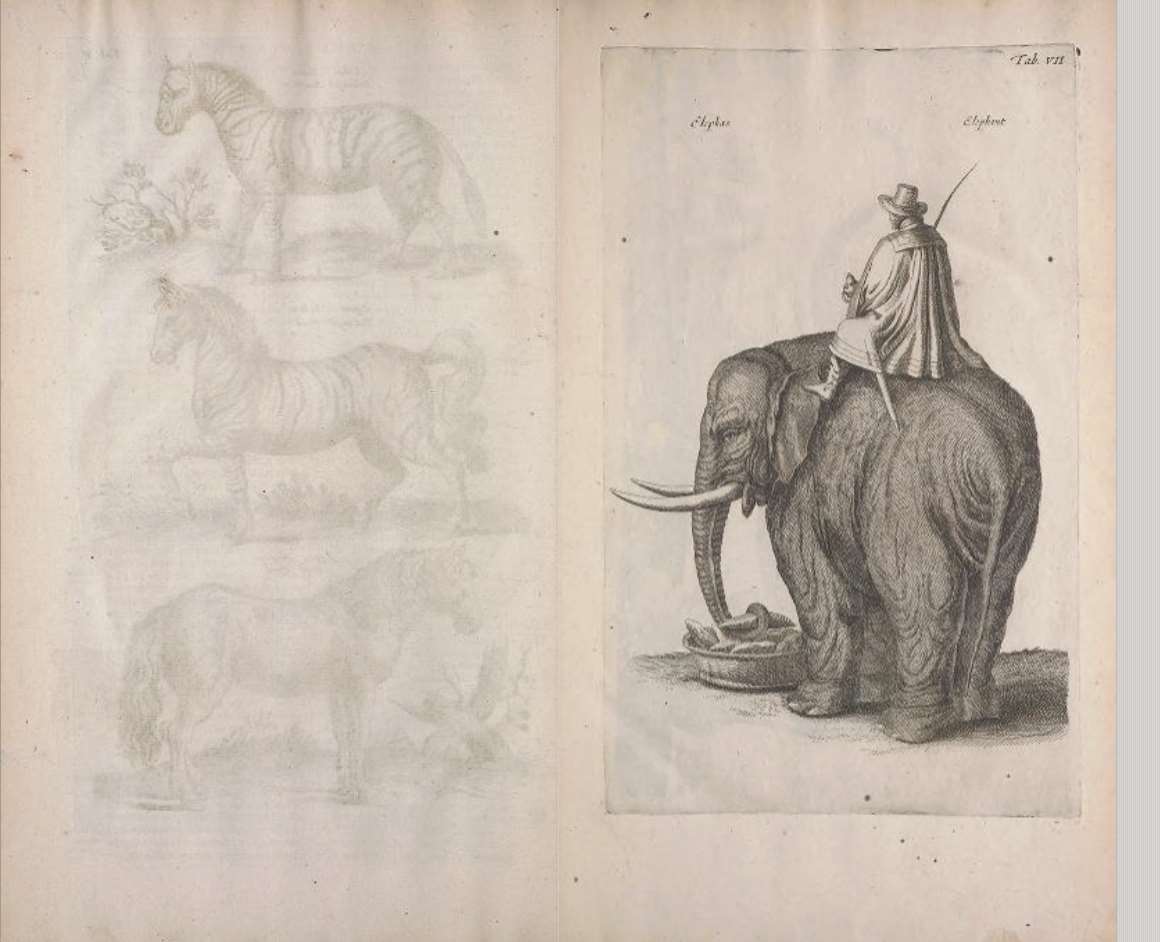 德川吉宗從波蘭學者John Jonston(1603-1675)所著的《 Historiae naturalis de quadrupedibus libri : cum aeneis figuris》(中文翻譯《四足動物自然史:附銅版插圖》)中,看到大象模樣,興起把大象引進日本的念頭,並命人展開行動。(圖擷自Internet Archive網站)