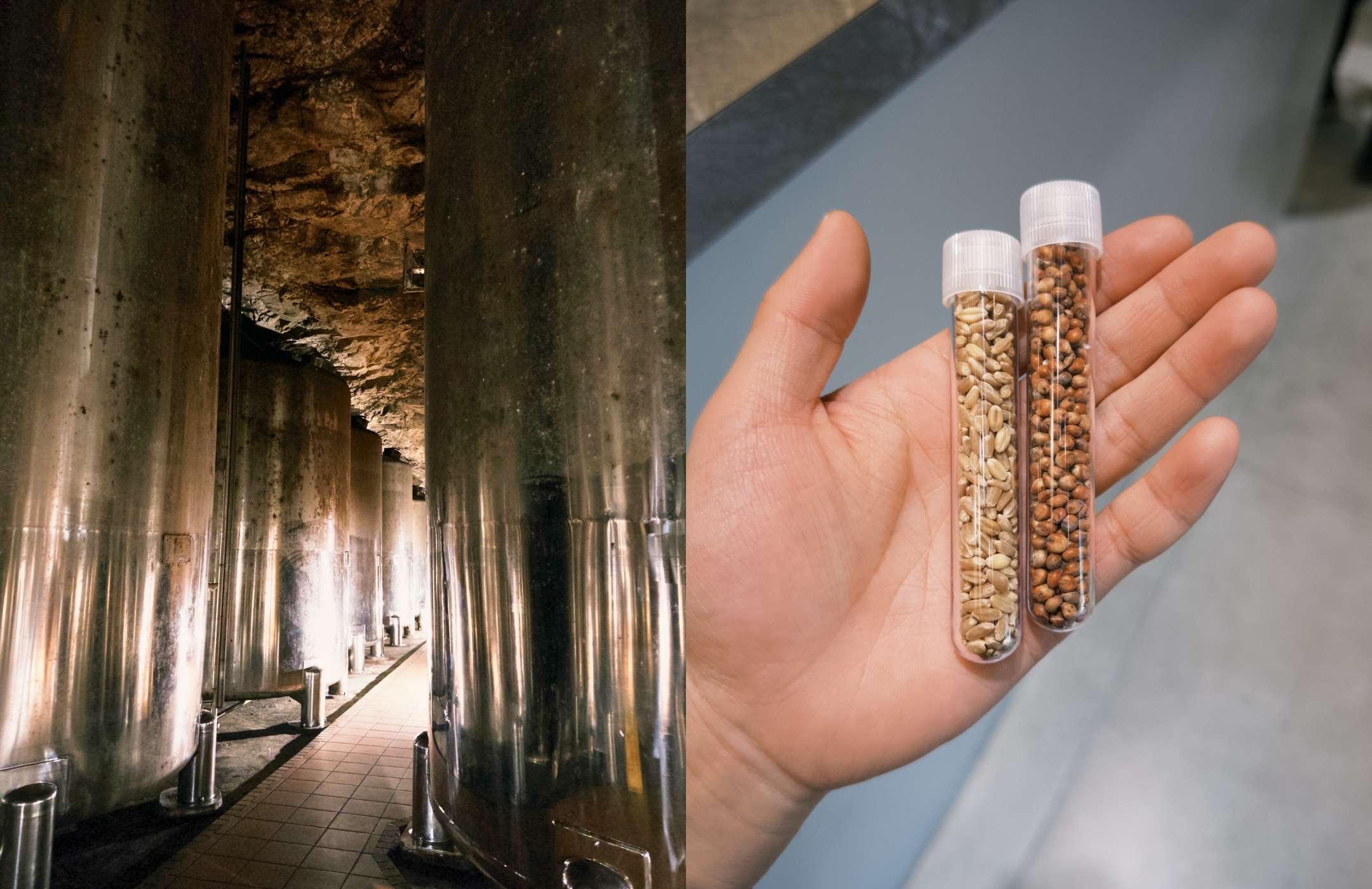 Ліворуч: сталеві резервуари льоху ґаоляну Цзін&rsquo;у (Jingwu Cellar); праворуч: зерно для перегонки &mdash; пшениця та ґаолян, також відомий як сорго. (Олександр Шин)