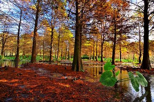 Herbststimmung (Foto: Tourismusbehörde Taiwan)