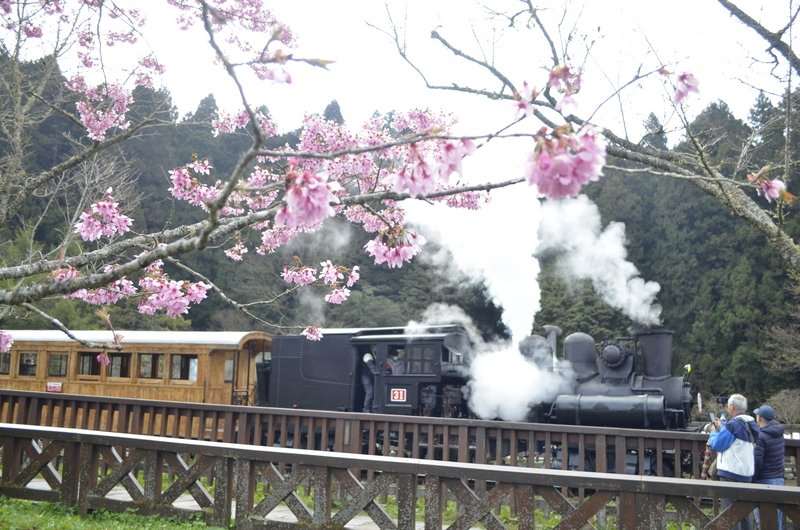 Fahrt einer alten Lokomotive der Alishan-Eisenbahn während der Kirschblüte (Foto: CNA)