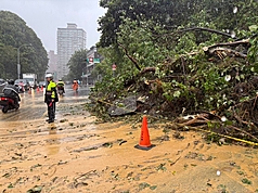 Erdrutsch und umgestürtze Bäume an einer Straße in Xizhi in New Taipei (Foto: CNA)