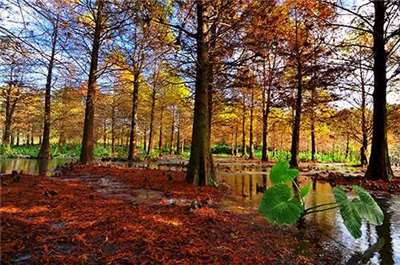 Herbststimmung (Foto: Tourismusbehörde Taiwan)