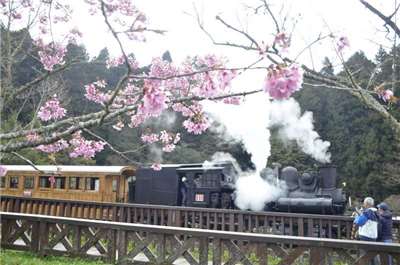Fahrt einer alten Lokomotive der Alishan-Eisenbahn während der Kirschblüte (Foto: CNA)
