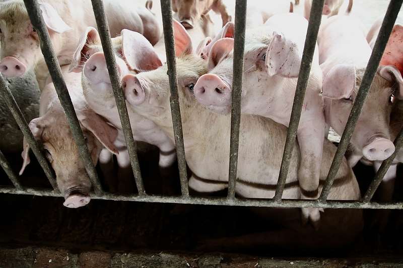 Die Behörden erwägen, das Verbot des Transports und der Schlachtung von Schweinen aufzuheben, da die Ursache für den Ausbruch der Afrikanischen Schweinepest (ASP) nun bekannt ist und sich die Krankheit nicht weiter ausbreitet. (Foto: CNA)