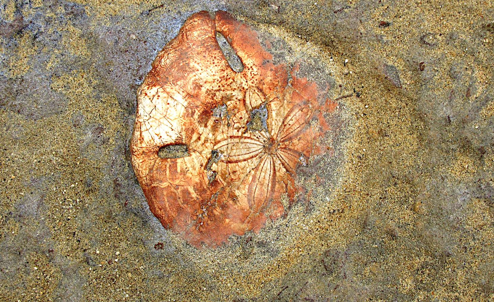 Seeigel-Fossil im Yehliu Geopark. Neben Seeigeln finden sich dort zahlreiche weitere Fossilien – für Laien oft schwer zu erkennen, da es sich meist um Gänge, Röhren oder Grabspuren früherer Meeresbewohner handelt. (Foto: Alexander Kunz)