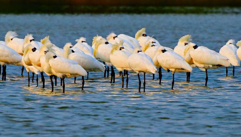 Jedes Jahr werden die bedrohten Schwarzgesichtigen Löffelreiher gezählt, die nach Taiwan zum Überwintern kommen (Foto: CNA) 