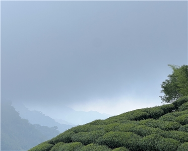 Die Alishan-Region ist auch für ihren Tee berühmt. (Foto: privat)
