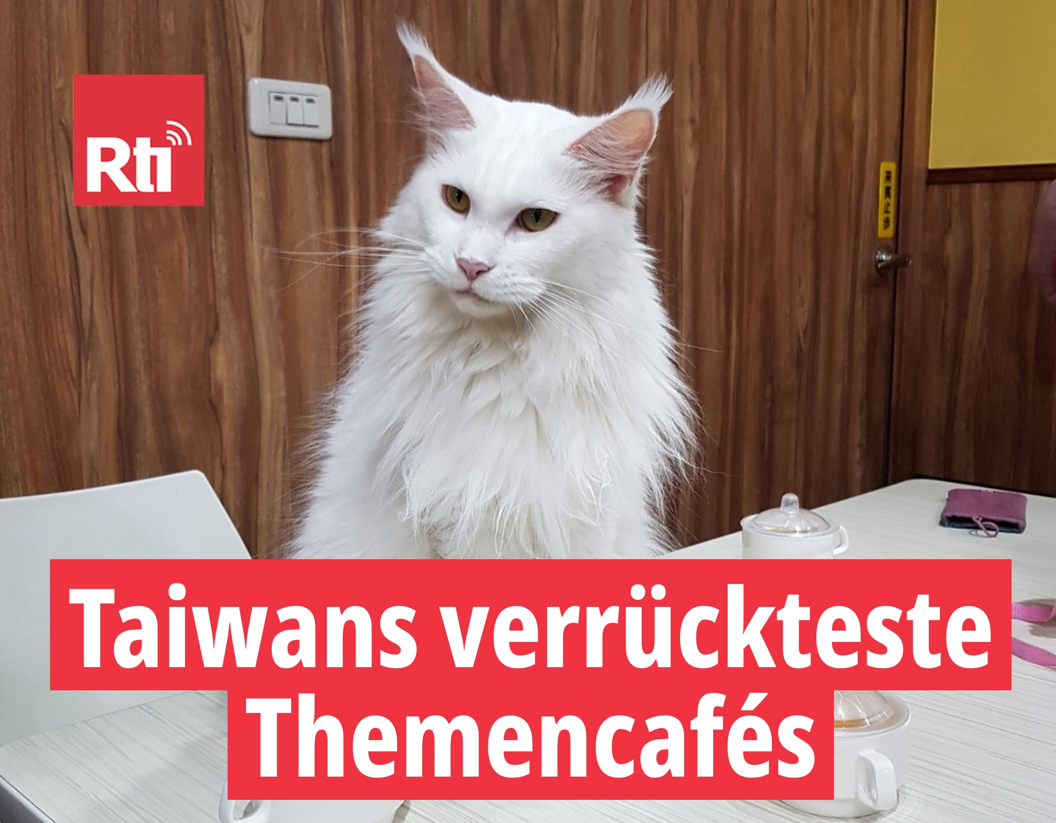 <font style="vertical-align: inherit;"><font style="vertical-align: inherit;">Beliebt sind die Katzencafés, die in der Straßentierszene eine wichtige Rolle spielen.</font></font>