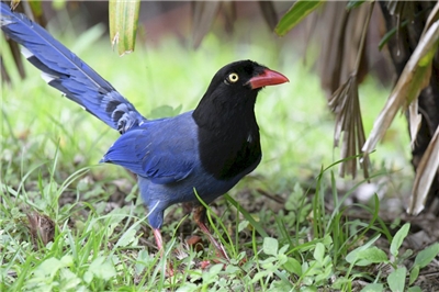 Ein Dickschnabelkitta (Urocissa caerulea, 臺灣藍鵲) fotografiert von RTI-Mitarbeiter Chang Chin-lan (張欽嵐) vor dem Hauptgebäude von RTI. Der Dickschnabelkitta ist eine endemische Vogelart und der inoffizielle "Nationalvogel" Taiwans.