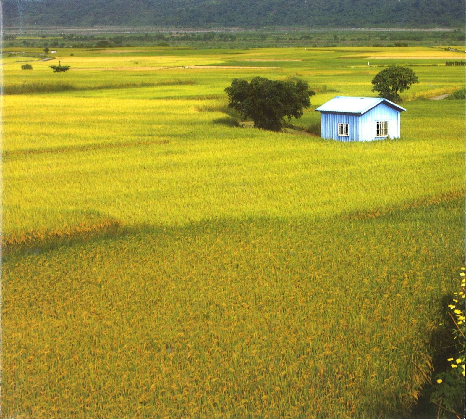 Reisanbau in Taiwan (Bild: Album-Booklet "The Eyes of the Sky", Wind Music)