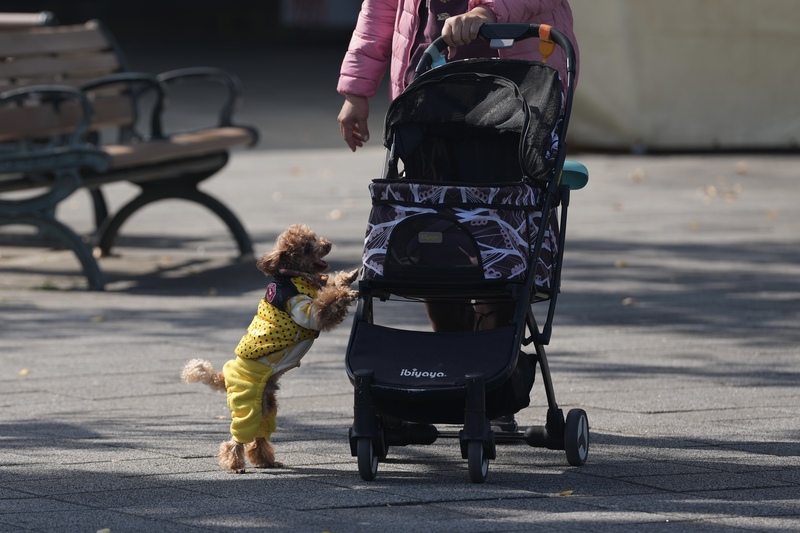 Die Zahl der Neugeborenen wird im Jahr 2025 voraussichtlich bei 107.812 liegen – ein neuer Tiefststand. Für viele Menschen sind Haustiere heutzutage eine Art "Kinderersatz". (Bild: CNA) 
