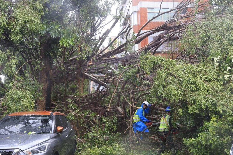 Aufräumarbeiten nach dem Taifun. Vielerorts mussten Straßen und Wege von umgestürzten Bäumen oder anderen durch den Sturm verursachten Hinternissen geräumt werden (Foto: Stadtregierung Taipei, CNA)