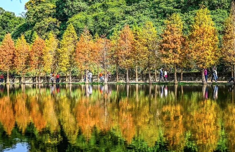 Herbstlich gefärbte Sumpfzypressen im Yuemei Feuchtgebiet in Taoyuan (Foto: Wasseramt Taoyuan, CNA)