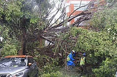 Aufräumarbeiten nach dem Taifun. Vielerorts mussten Straßen und Wege von umgestürzten Bäumen oder anderen durch den Sturm verursachten Hinternissen geräumt werden (Foto: Stadtregierung Taipei, CNA)