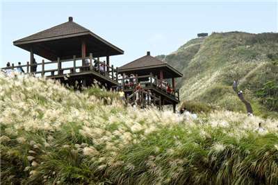 Herbstlandschaft am Caoling Wanderweg an der Nordostküste mit blühendem Silbergras. (Foto: Northeast and Yilan Coast National Scenic Area)