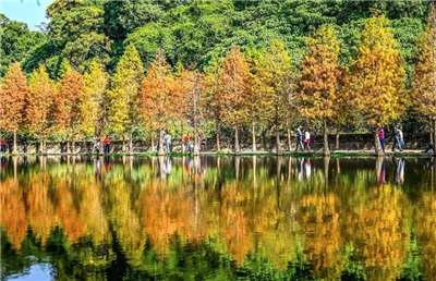 Herbstlich gefärbte Sumpfzypressen im Yuemei Feuchtgebiet in Taoyuan (Foto: Wasseramt Taoyuan, CNA)