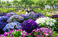 Frühlingsstimmung am Shilin Official Residence in Taipei (Foto: CNA) 
