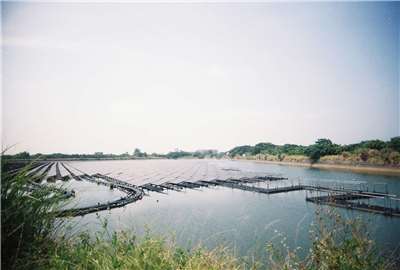 Korruptionsskandale und Desinformationen schwächen das Vertrauen der taiwanischen Bevölkerung in erneuerbare Energien. Das Foto zeigt schwimmende Solaranlagen in Taoyuan. (Foto: Juliane Miller)