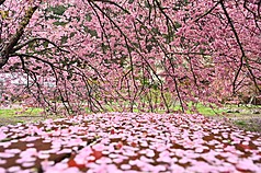 Kirschblüte an der Wuling Farm (Foto: Wuling Farm)
