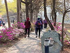 Es ist Frühling: Spaziergäger freuen sich über die Azaleenblüte in Dutou im Landkreis Changhua (Foto: CNA)