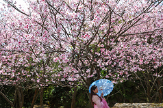 Kirschblüte am Yangmingshan Nationalpark 