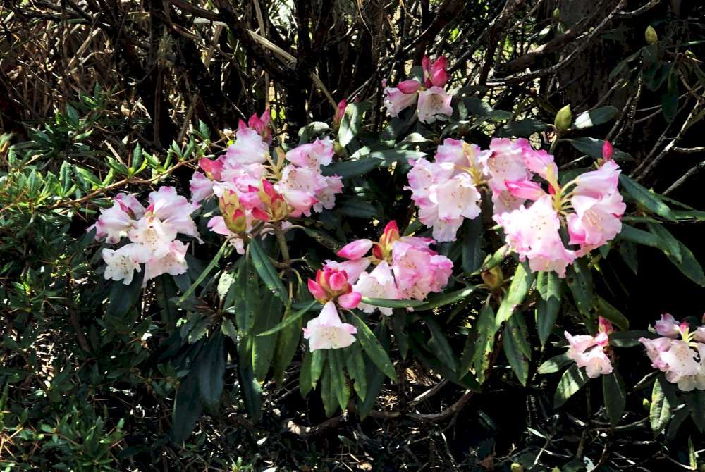 Rhododendronblüte im Mai im Hehuanshan-Gebirge