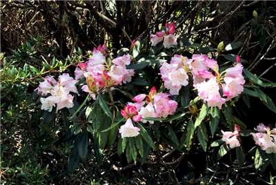 Rhododendronblüte im Mai im Hehuanshan-Gebirge