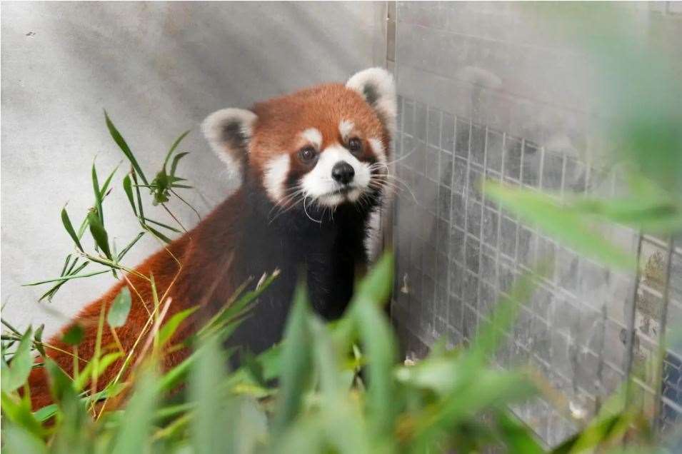 Auf dem am 6. Juni 2026 veröffentlichten Foto blickt das männliche Rote-Panda-Tier in seinem Gehege im Taipei Zoo nach oben.
