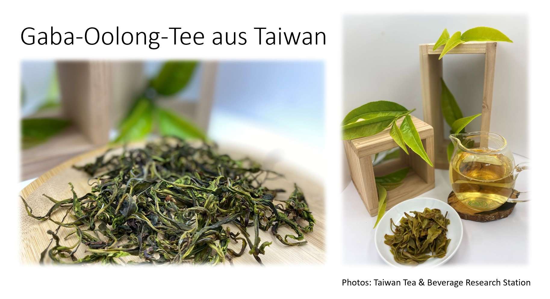 Gaba-Oolong-Tee aus Taiwan