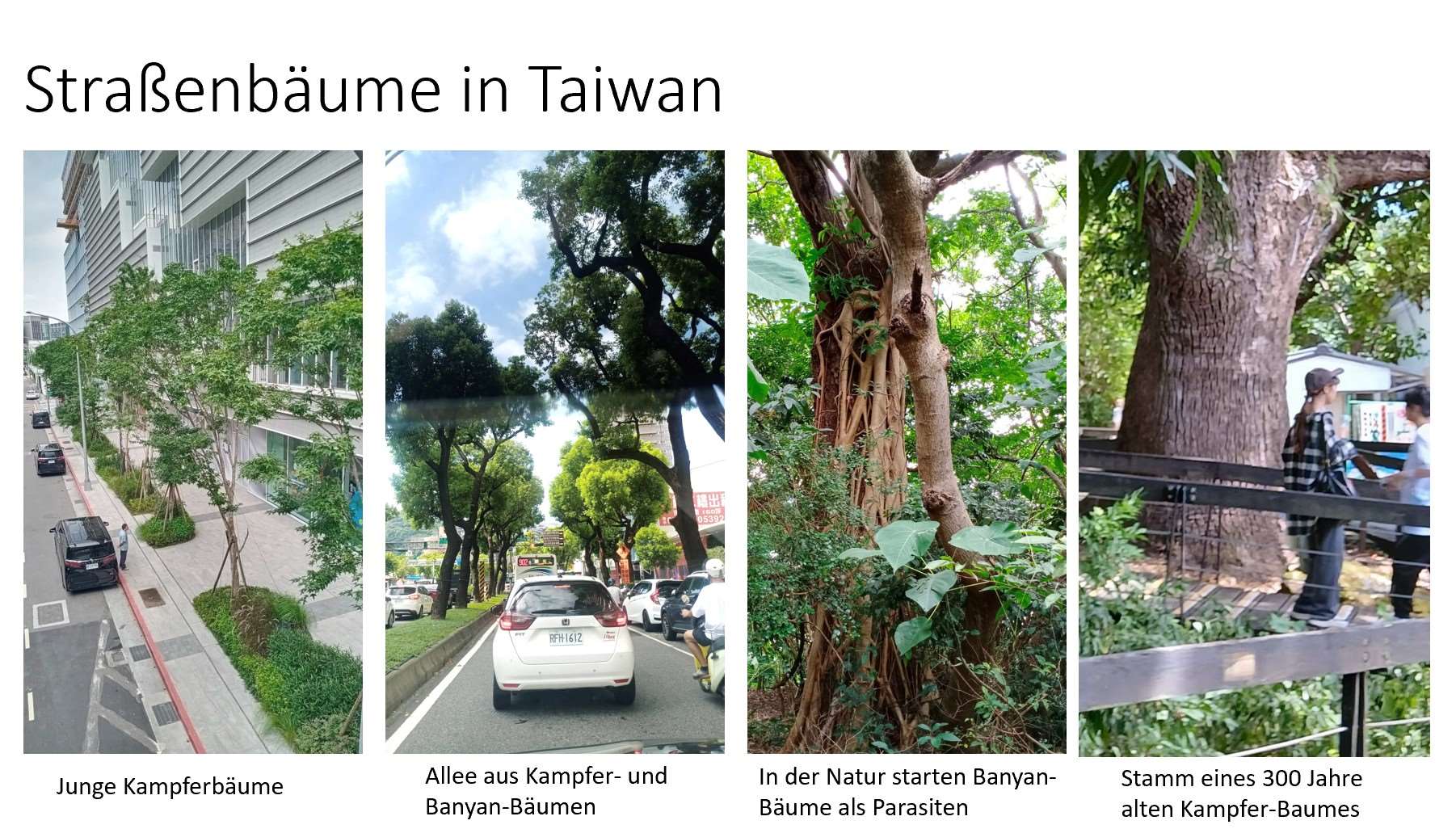 Straßenbäume in Taiwan