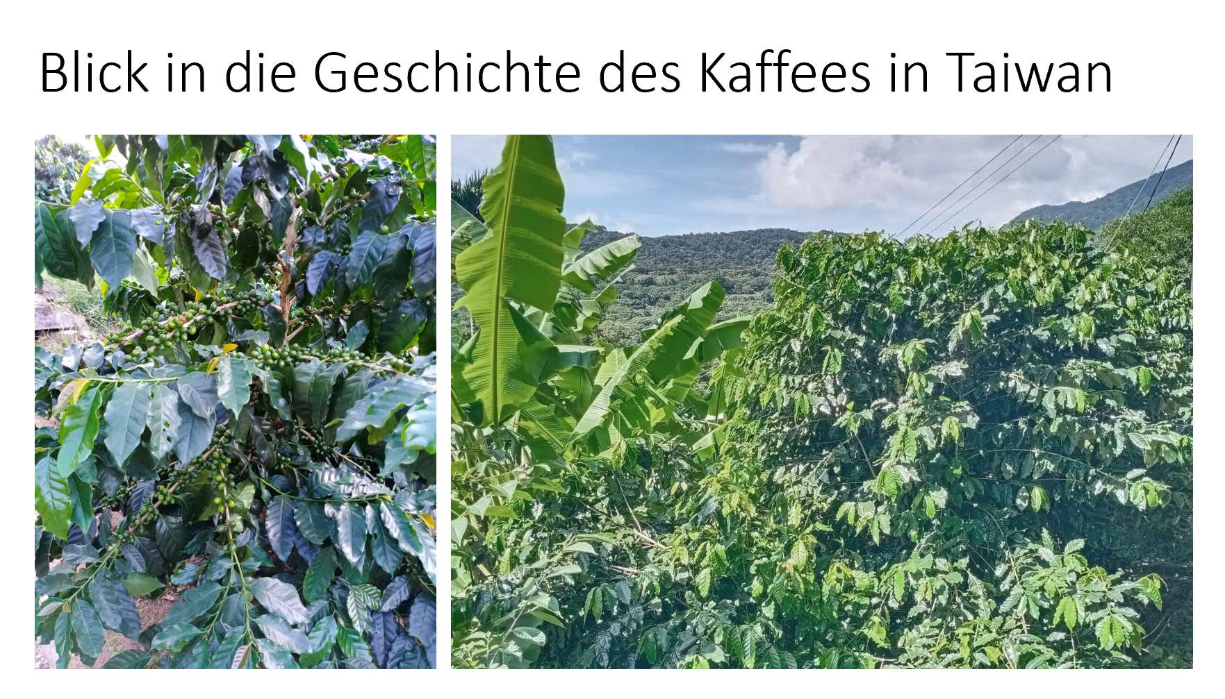 Geschichte des Kaffees in Taiwan episode artwork