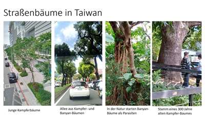 Straßenbäume in Taiwan