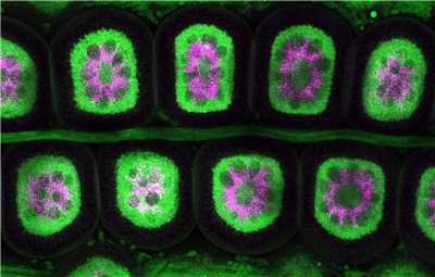 Unreife Eizellen in einem weiblichen Tier, Lokalisierung von mRNA (pink) um den Nucleus im Zentrum. (Foto: Prof. Stephan Q. Schneider, Academia Sinica)