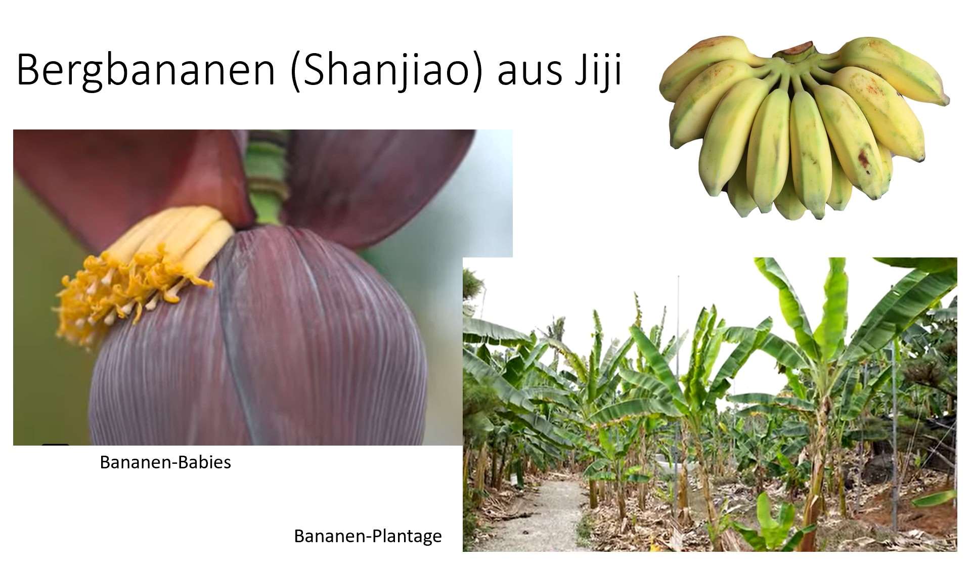 Bergbananen