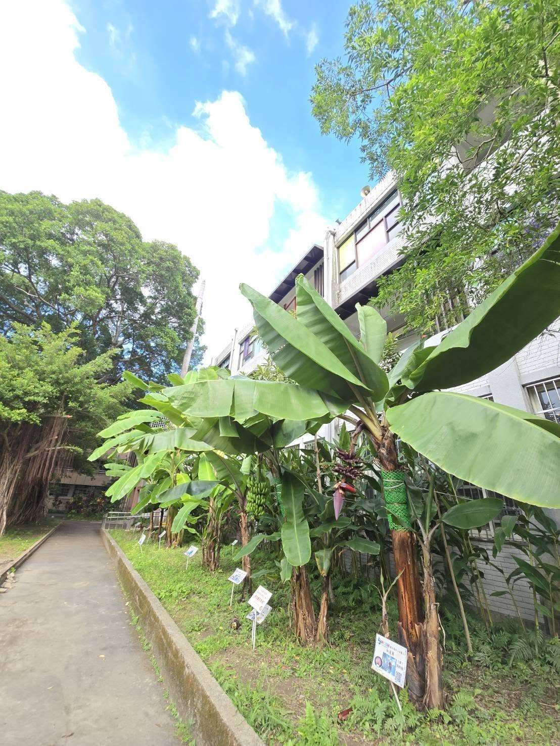 Auf dem Schulhof der Huajiang High School in Wanhua, Taipei, wachsen auf 2000² Bananen, Zitrusfrüchte und Gemüse (Bild: RTI)