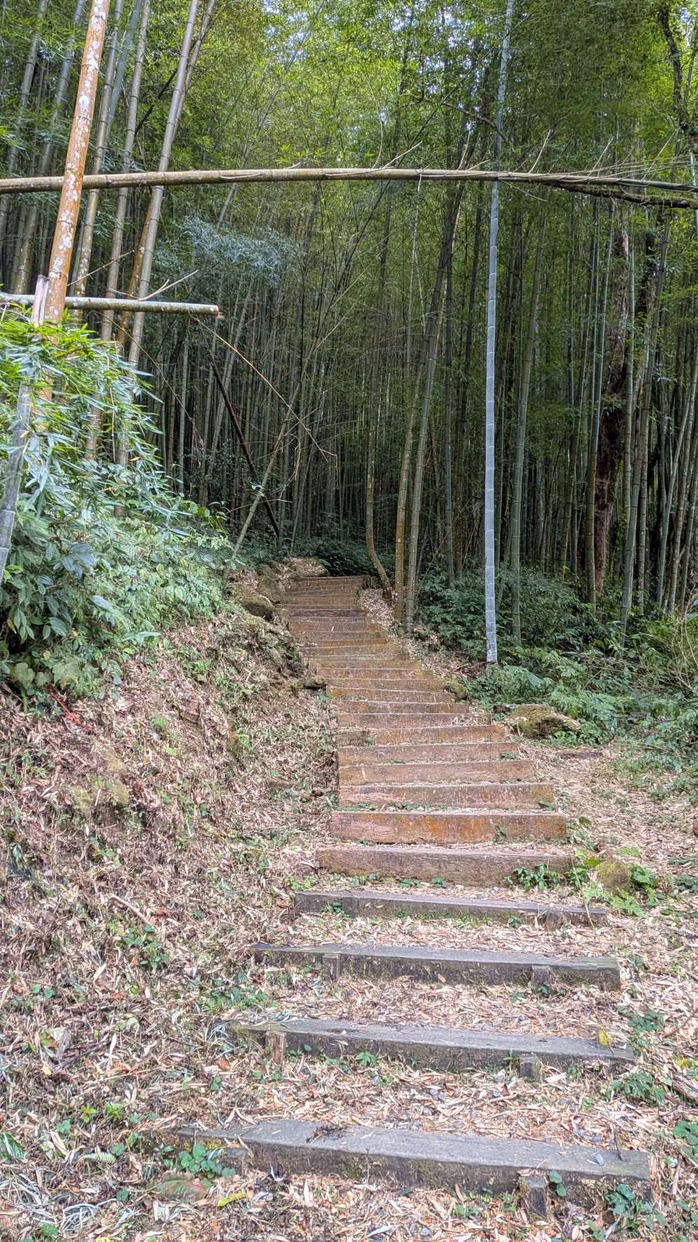 Wanderweg am Alishan (Foto: Fabian Maass)