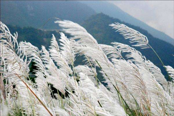 The autumn silver grass, also known as pampas grass, is in full bloom on Yangming Mountain. (Photo: CNA)