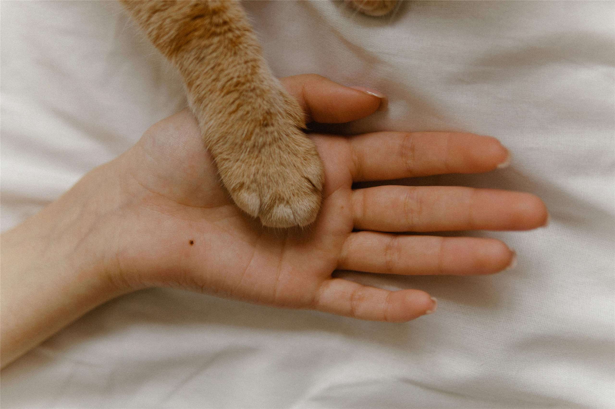 Cat declawing for non-necessary reasons is outlawed in dozens of countries, including in Taiwan. Yet, only four U.S. states have banned the practice. (Photo: Anastasia Bekker on Pexels)