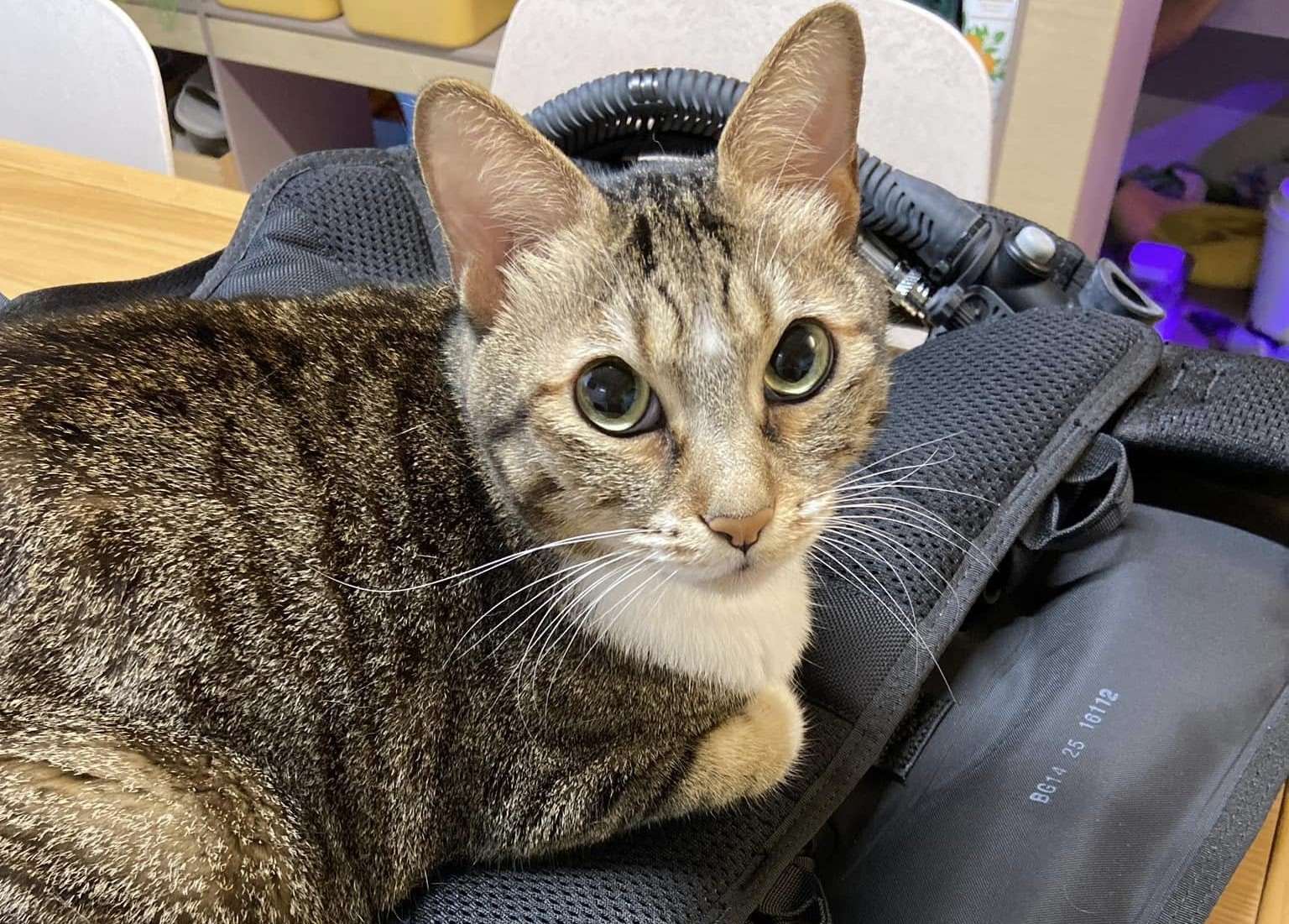 Coconut approves of the new scuba gear! (Photo: Michelle Chiang)