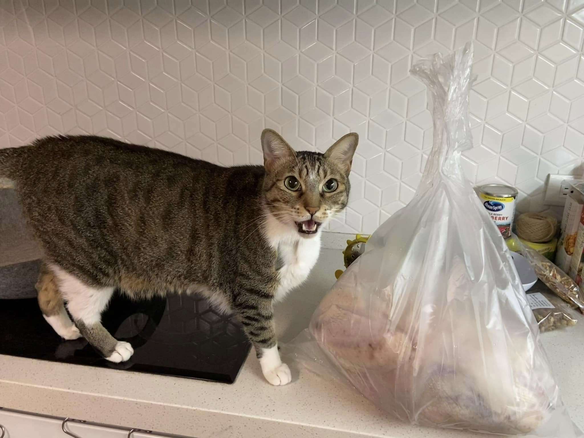 The turkey is bigger than the Coconut. (Photo: Michelle Chiang)