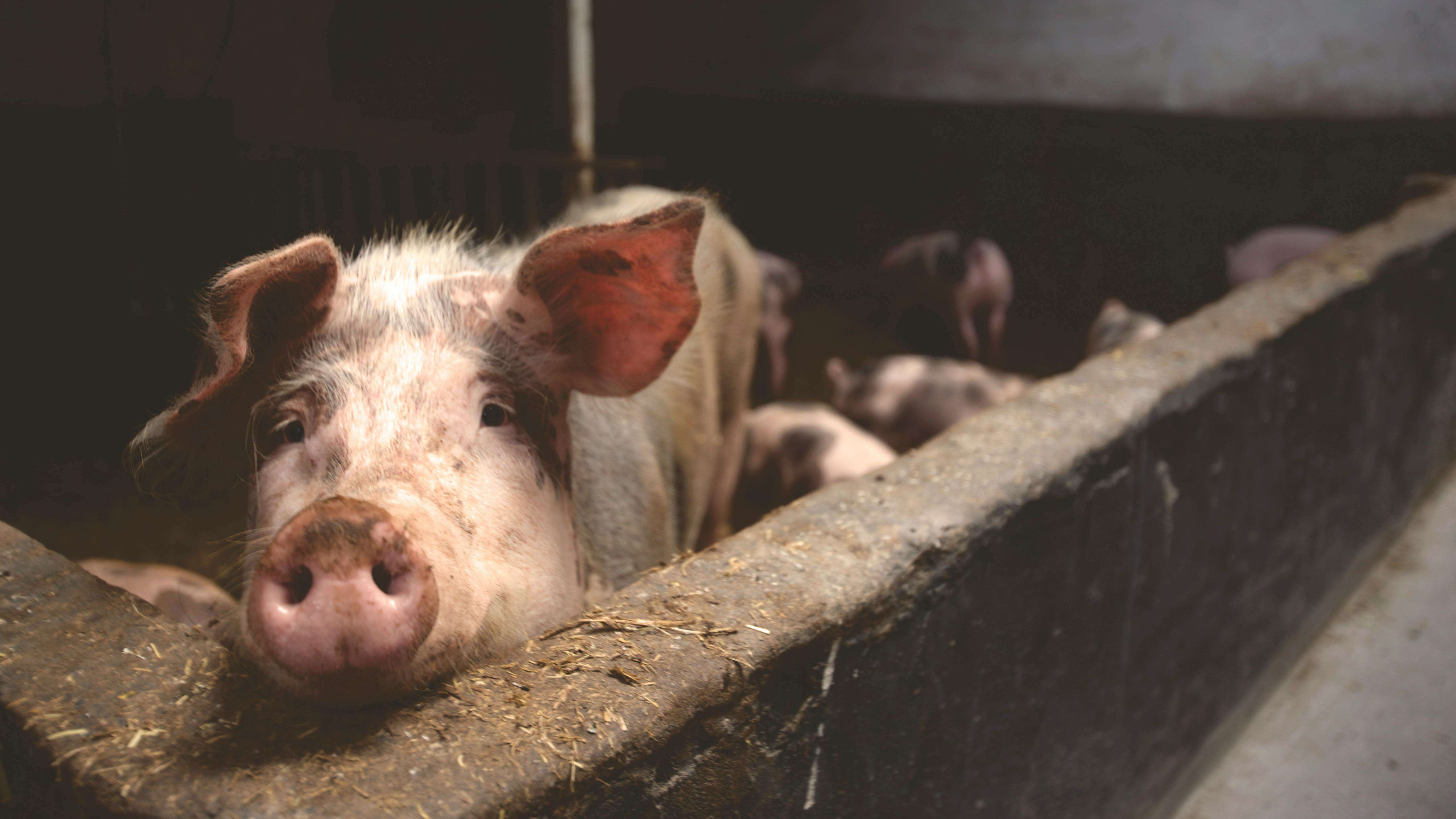 Everything you need to know about Taiwan's African swine fever outbreak | Ep70