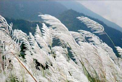 The autumn silver grass, also known as pampas grass, is in full bloom on Yangming Mountain. (Photo: CNA)