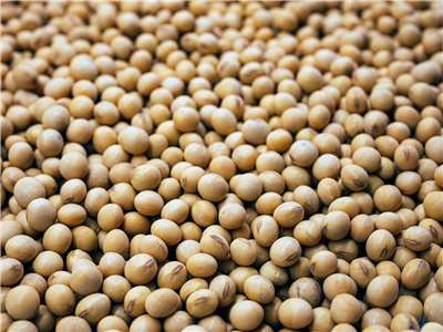 Soybeans (Image from Unsplash)