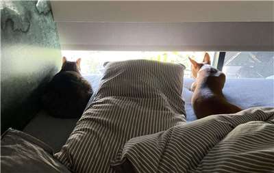 Coconut & Roux "sharing" the bed. (Photo: Michelle Chiang)