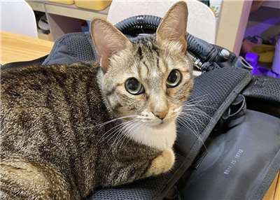 Coconut approves of the new scuba gear! (Photo: Michelle Chiang)