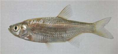 This fish species, the large-scale lesser-bream, hasn’t been seen on Taiwan’s main island since the 1920s. (Photo: Fish Database of Taiwan)