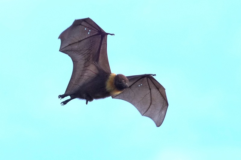 The population of Formosan flying foxes is steadily increasing in Hualien, Taiwan. (Photo: Hualien's Forestry and Nature Conservation Agency)