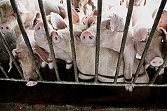 Authorities are considering whether the ban on the transport and slaughter of pigs should be lifted now that the source of the outbreak of ASF has been identified and the disease has stopped spreading. (Photo: CNA)