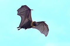 The population of Formosan flying foxes is steadily increasing in Hualien, Taiwan. (Photo: Hualien's Forestry and Nature Conservation Agency)