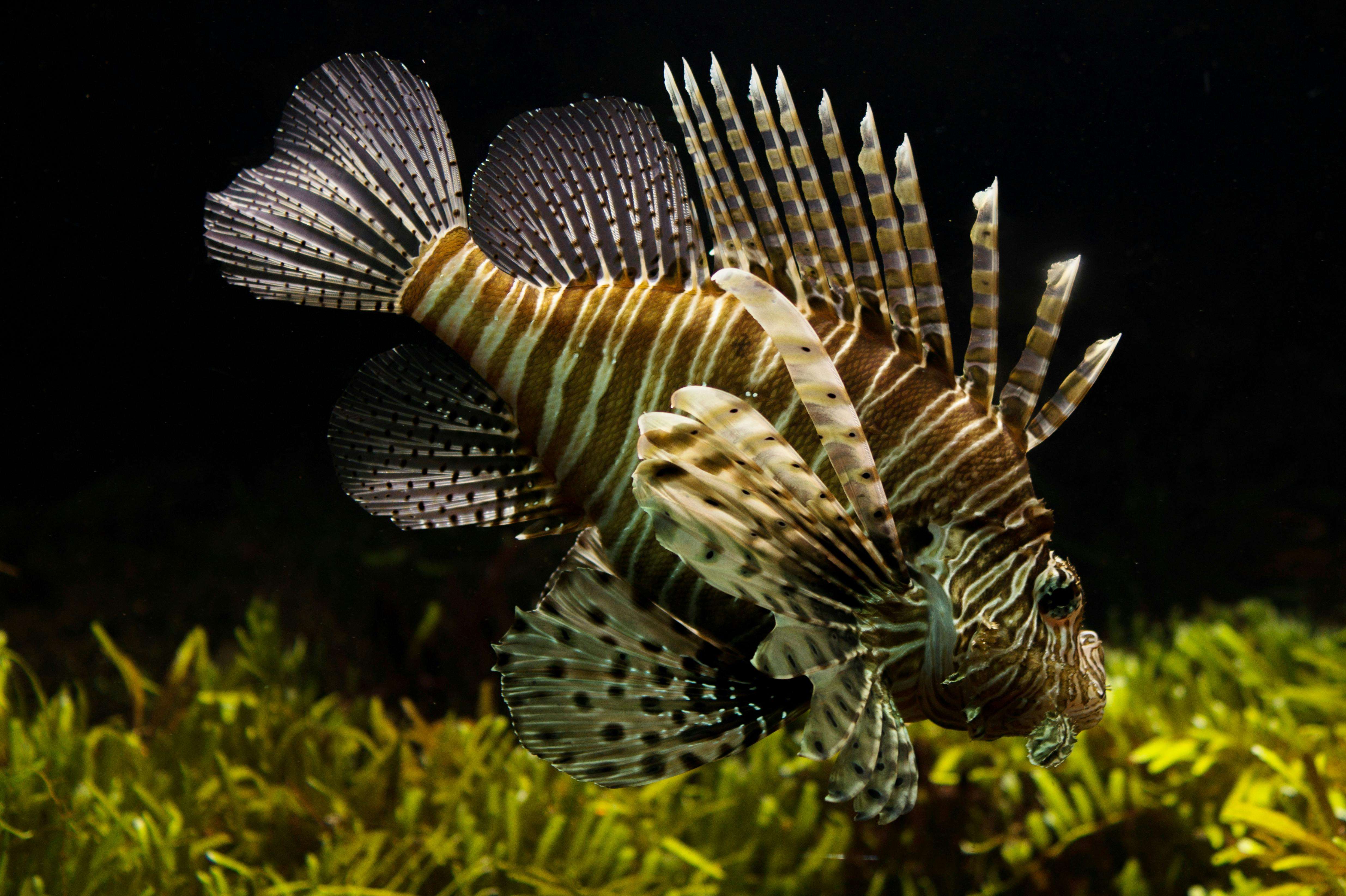 Age fish by counting scales like tree rings | Ep77